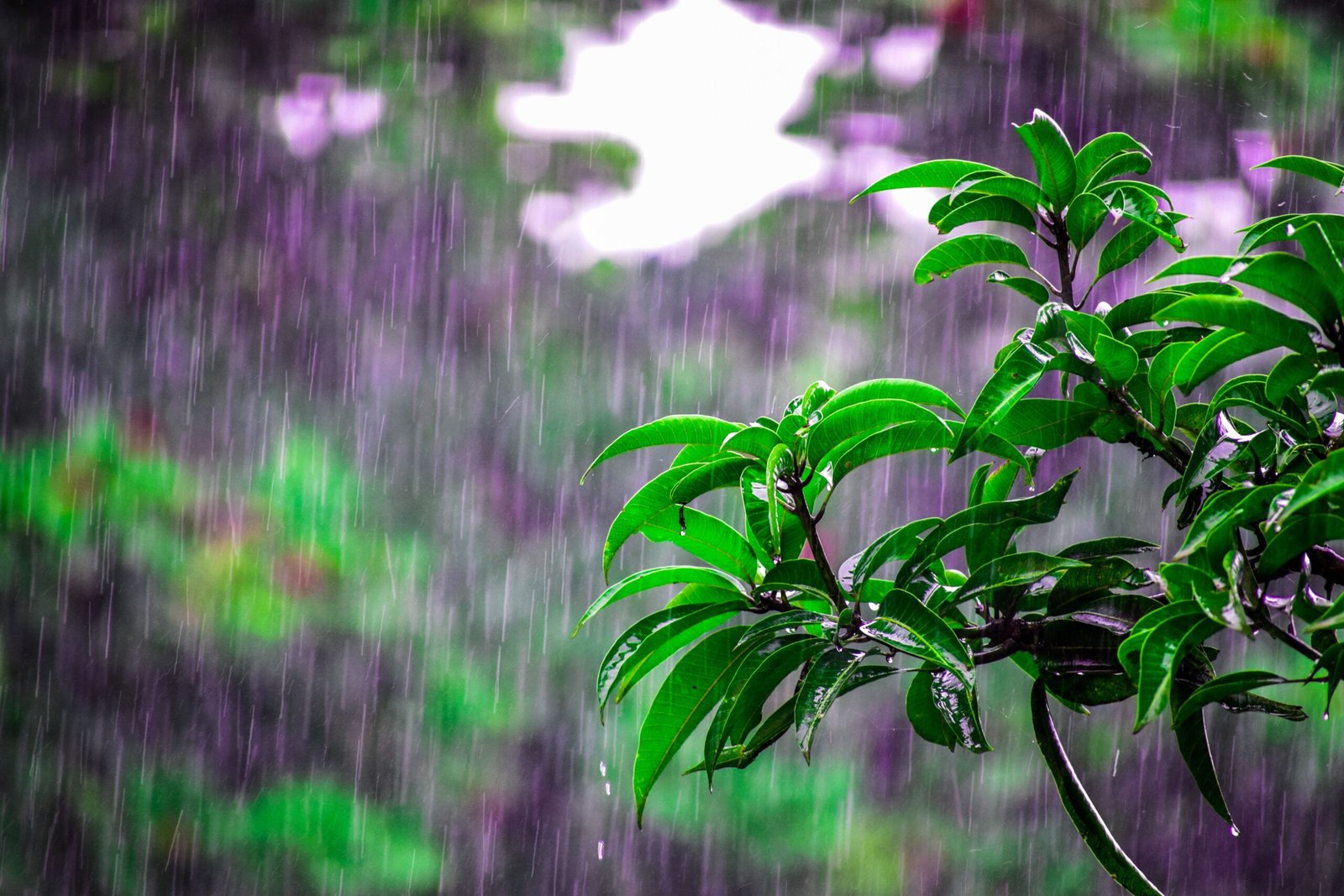 Monsoon Rainfall Deficit Persists Amid El Niño Impact