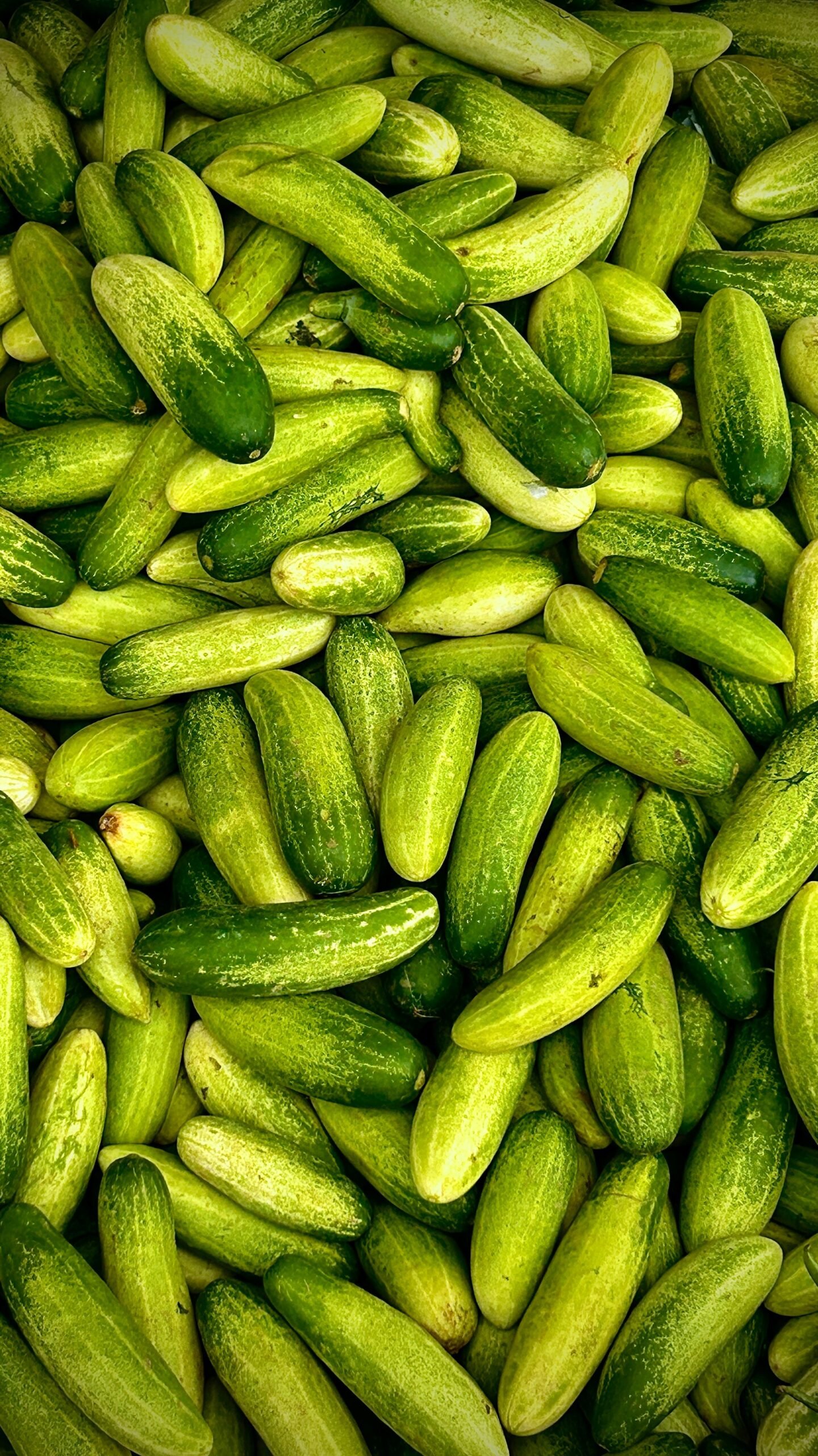 Bhagirath Choudhary Defends Rs 99 Lakh Subsidy for Cucumber Farming in Rajasthan