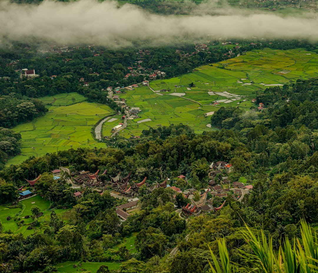 Understanding the Distinct Features of Forests and Jungles